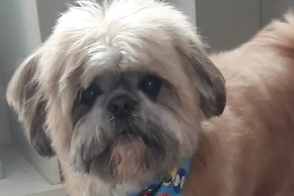 Como Ensinar seu Cachorro a Fazer Xixi no Lugar Certo